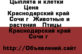 Цыплята и клетки  › Цена ­ 100 - Краснодарский край, Сочи г. Животные и растения » Птицы   . Краснодарский край,Сочи г.